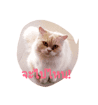Barbie Fatcat（個別スタンプ：4）
