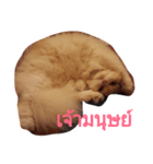 Barbie Fatcat（個別スタンプ：7）