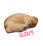 Barbie Fatcat（個別スタンプ：8）