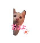 しらす 猫 1（個別スタンプ：2）