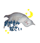 しらす 猫 1（個別スタンプ：3）