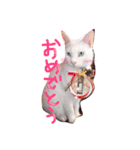 しらす 猫 1（個別スタンプ：4）