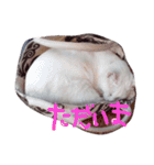 しらす 猫 1（個別スタンプ：5）