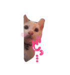 しらす 猫 1（個別スタンプ：7）