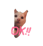 しらす 猫 1（個別スタンプ：9）
