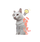 しらす 猫 1（個別スタンプ：11）