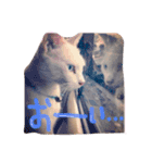 しらす 猫 1（個別スタンプ：13）
