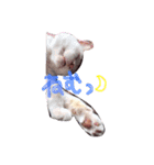 しらす 猫 1（個別スタンプ：14）