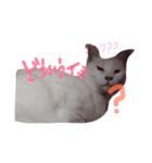 しらす 猫 1（個別スタンプ：15）