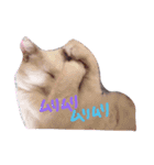 しらす 猫 1（個別スタンプ：16）