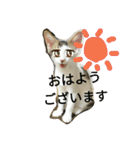 むふみぃた 2（個別スタンプ：1）