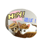 むふみぃた 2（個別スタンプ：11）