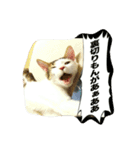 むふみぃた 2（個別スタンプ：13）