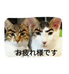 むふみぃた 2（個別スタンプ：15）