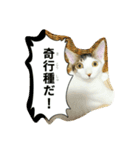 むふみぃた 2（個別スタンプ：16）