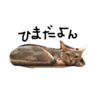 モモコの猫（個別スタンプ：3）