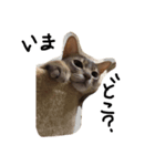モモコの猫（個別スタンプ：4）