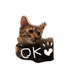 モモコの猫（個別スタンプ：5）