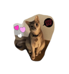モモコの猫（個別スタンプ：6）