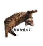 モモコの猫（個別スタンプ：8）