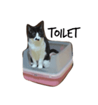 白黒ねこのミィちゃん（個別スタンプ：2）