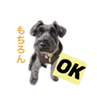 黒シュナおときち vol.2（個別スタンプ：1）