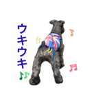 黒シュナおときち vol.2（個別スタンプ：3）