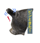 黒シュナおときち vol.2（個別スタンプ：4）