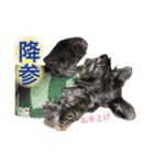 黒シュナおときち vol.2（個別スタンプ：9）