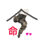 黒シュナおときち vol.2（個別スタンプ：16）