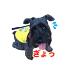 黒シュナおときち vol.2（個別スタンプ：18）