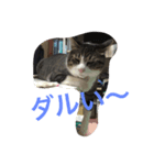 コテツの日常会話（個別スタンプ：2）