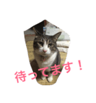 コテツの日常会話（個別スタンプ：4）