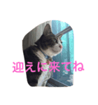 コテツの日常会話（個別スタンプ：5）