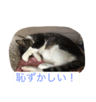 コテツの日常会話（個別スタンプ：6）