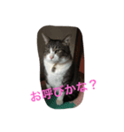 コテツの日常会話（個別スタンプ：8）