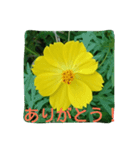 花・フラワー②スタンプ（個別スタンプ：1）