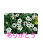 花・フラワー②スタンプ（個別スタンプ：4）