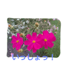 花・フラワー②スタンプ（個別スタンプ：5）