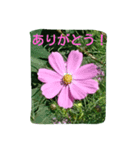 花・フラワー②スタンプ（個別スタンプ：7）