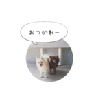 pino with funny friends（個別スタンプ：10）
