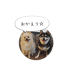 pino with funny friends（個別スタンプ：11）