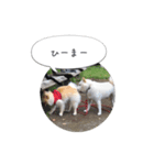 pino with funny friends（個別スタンプ：14）