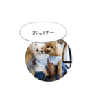 pino with funny friends（個別スタンプ：16）
