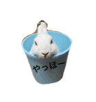 ぴーちゃんのあれこれ②（個別スタンプ：3）