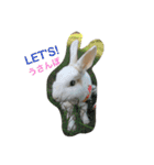 ぴーちゃんのあれこれ②（個別スタンプ：5）