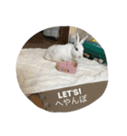 ぴーちゃんのあれこれ②（個別スタンプ：6）