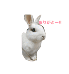 ぴーちゃんのあれこれ②（個別スタンプ：17）