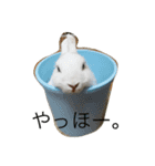 ぴーちゃんのあれこれスタンプ（個別スタンプ：1）