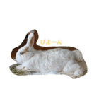 ぴーちゃんのあれこれスタンプ（個別スタンプ：14）